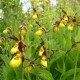 Cypripedium parviflorum