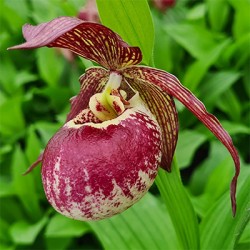 Cypripedium kentuckiense x corrugatum