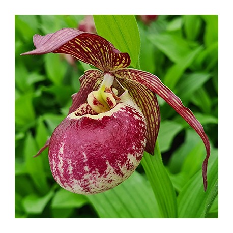 Cypripedium kentuckiense x corrugatum