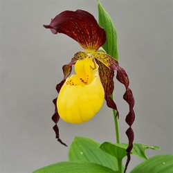 Cypripedium kentuckiense x planipetalum