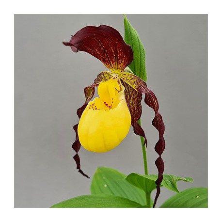 Cypripedium kentuckiense x planipetalum