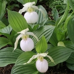 Cypripedium 'Sabine Pastel' XXL (6-7 stelen)