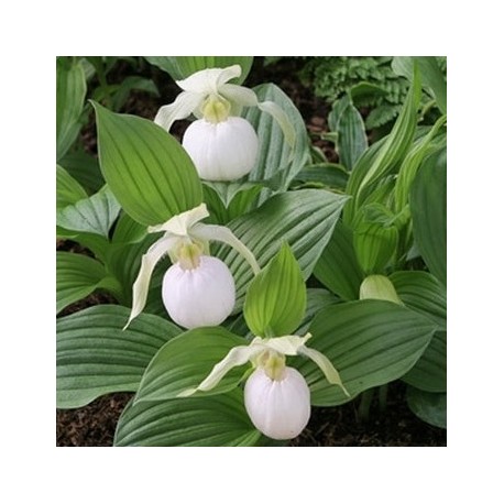 Cypripedium 'Sabine Pastel'