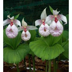 Pink-mauve Garden Orchid ❀ Cypripedium formosanum ✿ Easy Garden