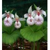 Pink-mauve Garden Orchid ❀ Cypripedium formosanum ✿ Easy Garden