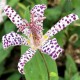 Tricyrtis 'Empress'