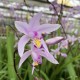 Bletilla 'Penway Paris'