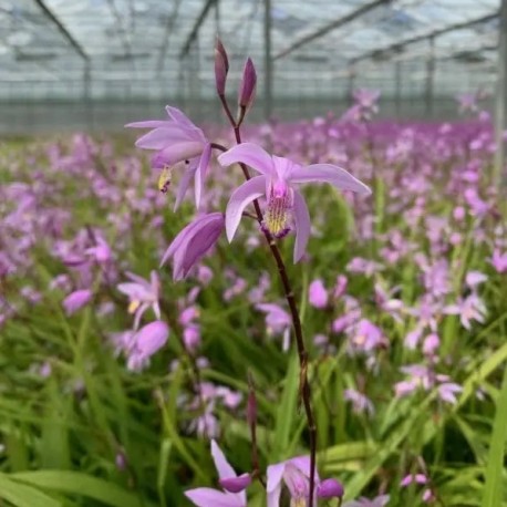 Bletilla 'Penway Paris'