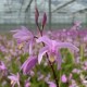 Bletilla 'Penway Paris'