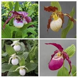 Assortiment Cypripedium XXL