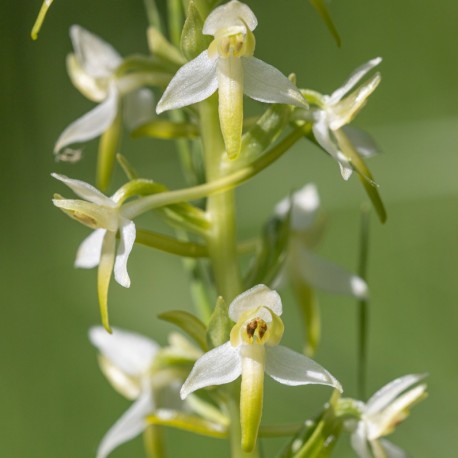 Platanthera bifolia