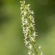 Platanthera bifolia