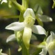 Platanthera bifolia