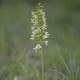 Platanthera bifolia