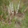 Spiranthes spiralis - Herbstspiranthe