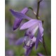 Bletilla striata ‘blue’ 