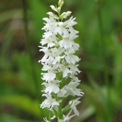 Dactylorhiza fuchsii ‘alba’