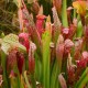 Sarracenia flava