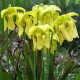 Sarracenia flava