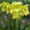 Sarracenia flava
