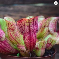 Sarracenia purpurea var venosa