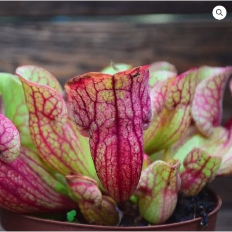 Sarracenia purpurea venosa