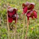 Sarracenia purpurea venosa