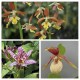 ‘Shady Garden’ Starter Kit