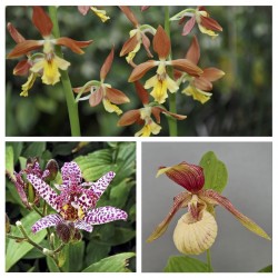 ‘Giardino ombroso’ Starter Kit
