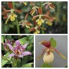 ‘Shady Garden’ Starter Kit