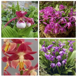Assortiment - Inspiration Pourpre