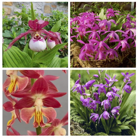 Assortiment - Inspiration Pourpre