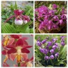 Assortiment - Inspiration Pourpre