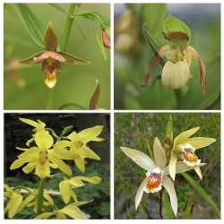 Assortment - Yellow Inspiration
