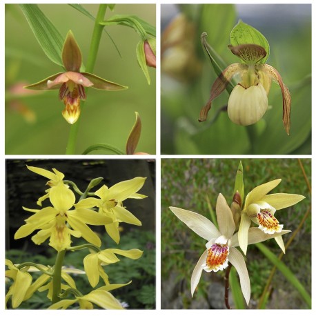Assortment - Yellow Inspiration