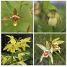 Assortiment - Inspiration Jaune
