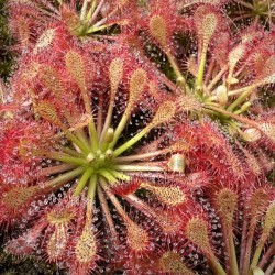 Drosera intermedia