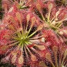 Drosera intermedia