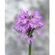 Orchis tridentata - Neotinea tridentata