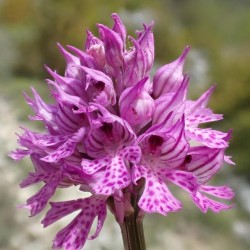 Orchis tridentata - Neotinea tridentata