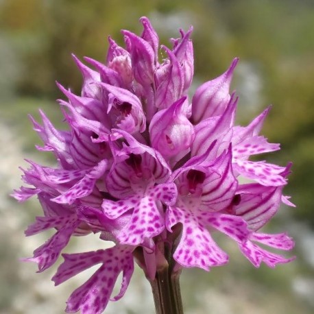 Orchis tridentata - Orchis tridenté
