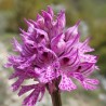 Orchis tridentata - Neotinea tridentata