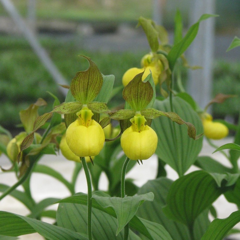 Hypocrisy / Penetralia ヒポクリシー Cypripedium 'Victoria' - Phytesia