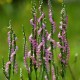 Sipranthes sinensis