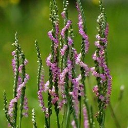 Sipranthes sinensis