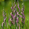 Sipranthes sinensis