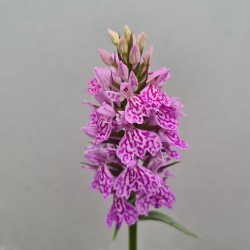 Dactylorhiza podesta