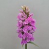 Dactylorhiza podesta