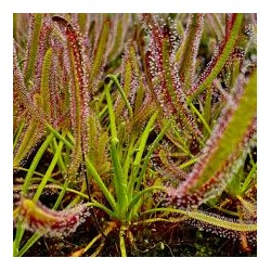 Drosera capensis
