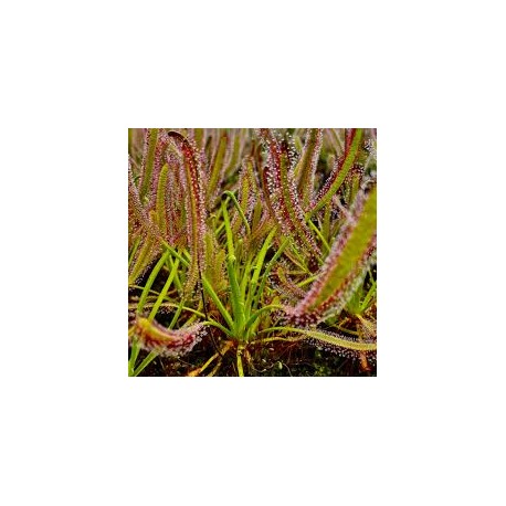 Drosera capensis